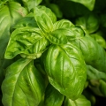 Black Basil